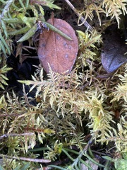 Hylocomium splendens