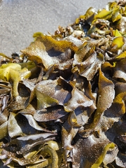 Mazzaella laminarioides