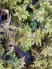 Hylocomium splendens