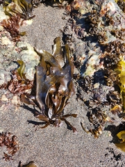 Mazzaella laminarioides