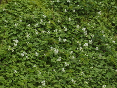 Trigonotis formosana elevatovenosa