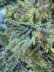 Asplenium trichomanes
