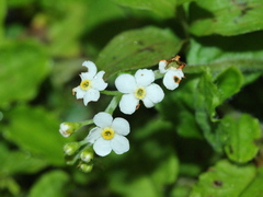 Trigonotis formosana elevatovenosa