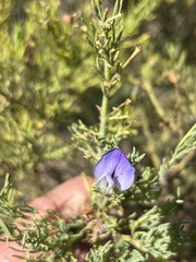 Psoralea