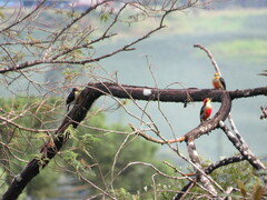 Melanerpes flavifrons