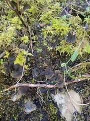 Peltigera praetextata