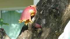 Crescentia alata