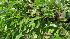 Crescentia alata