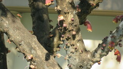 Crescentia alata