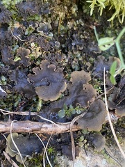 Peltigera praetextata