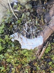 Peltigera praetextata