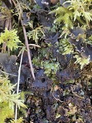 Peltigera praetextata