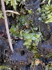 Peltigera praetextata