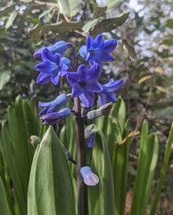 Hyacinthus
