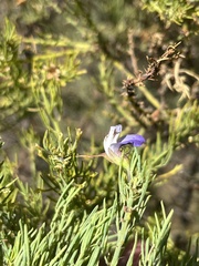 Psoralea