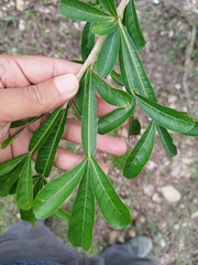 Crescentia alata