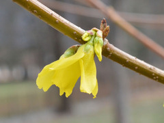 Forsythia × intermedia