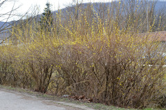 Forsythia × intermedia