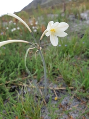 Cyrtanthus leucanthus