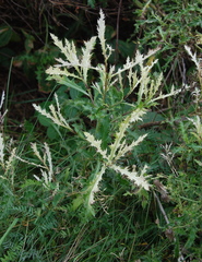 Didymella macrostoma