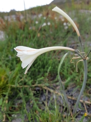 Cyrtanthus leucanthus