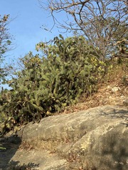 Opuntia stricta