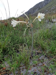 Cyrtanthus leucanthus