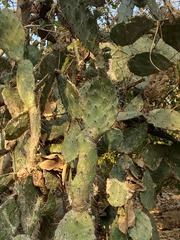 Opuntia stricta
