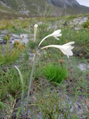 Cyrtanthus leucanthus