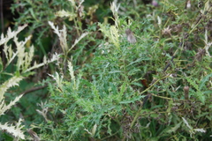 Didymella macrostoma