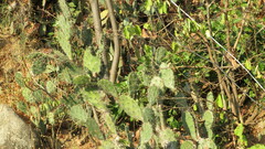 Opuntia stricta