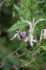 Didymella macrostoma