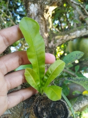 Crescentia cujete