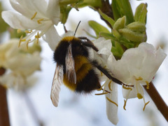 Bombus haematurus