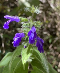 Salvia