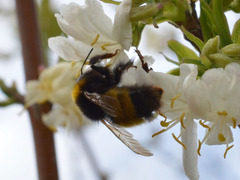 Bombus haematurus