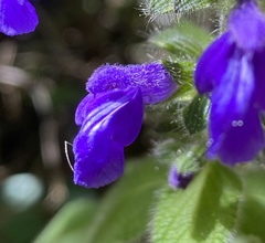 Salvia