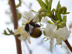 Bombus haematurus
