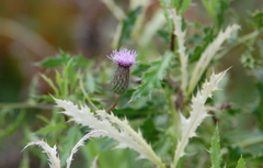 Didymella macrostoma