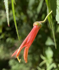 Lobelia laxiflora
