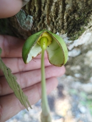 Crescentia cujete
