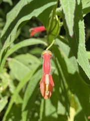 Lobelia laxiflora