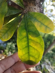 Crescentia cujete