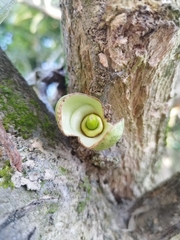 Crescentia cujete