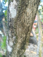 Crescentia cujete