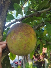 Crescentia cujete