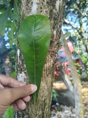 Crescentia cujete