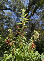 Lobelia laxiflora