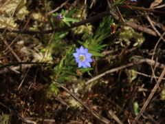 Gentiana sedifolia