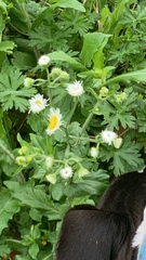 Erigeron philadelphicus